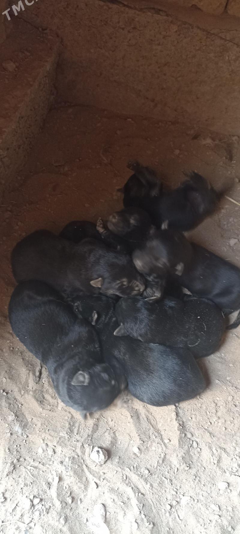 awçarka - Туркменабат - img 2