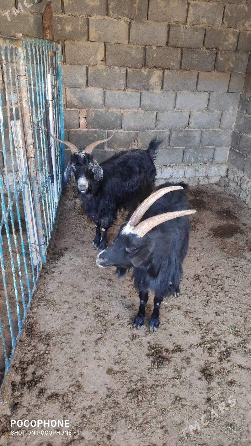 Geci - Hitrowka - img 2