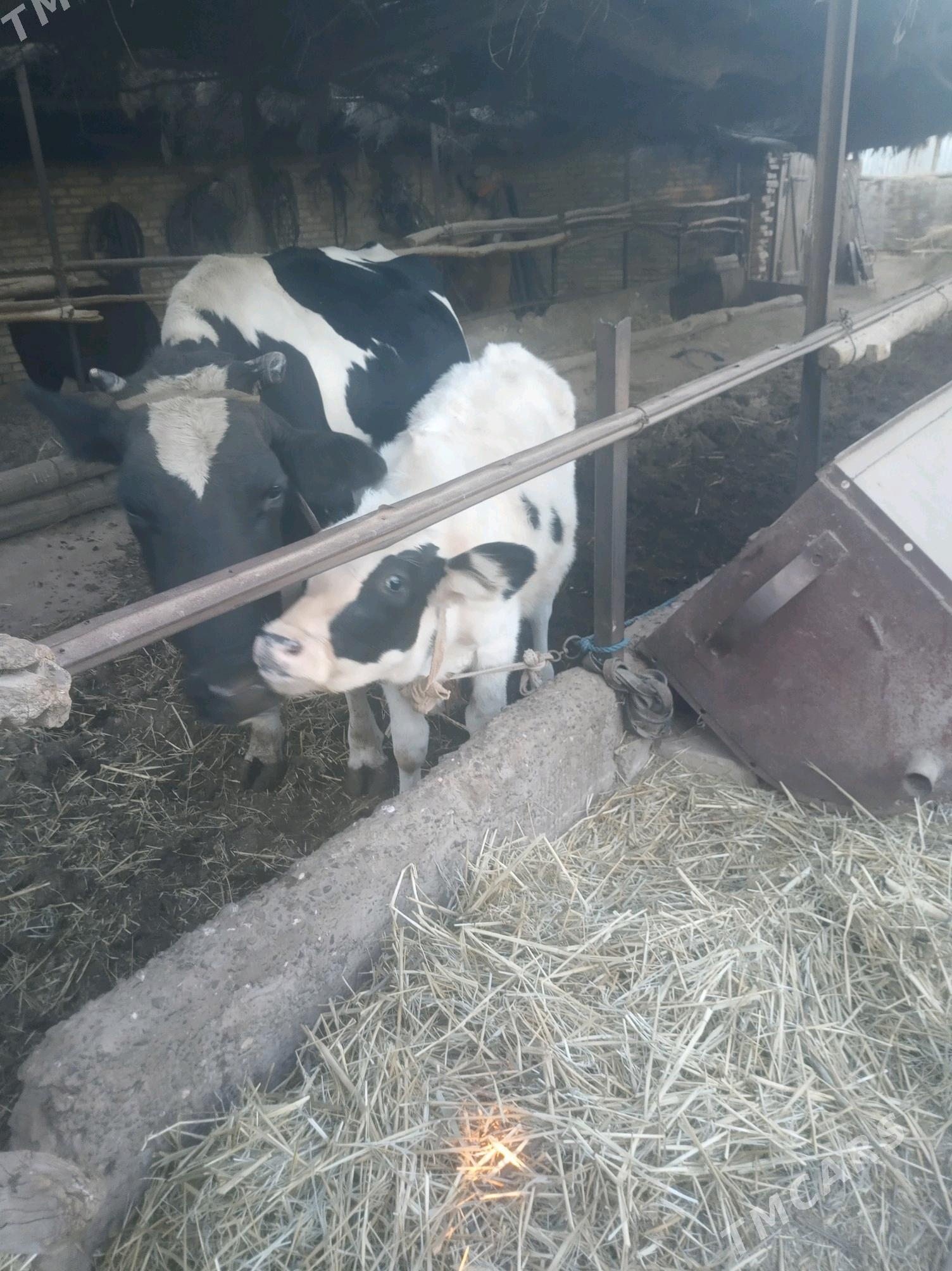 saglyk sygyr - Сакар - img 4