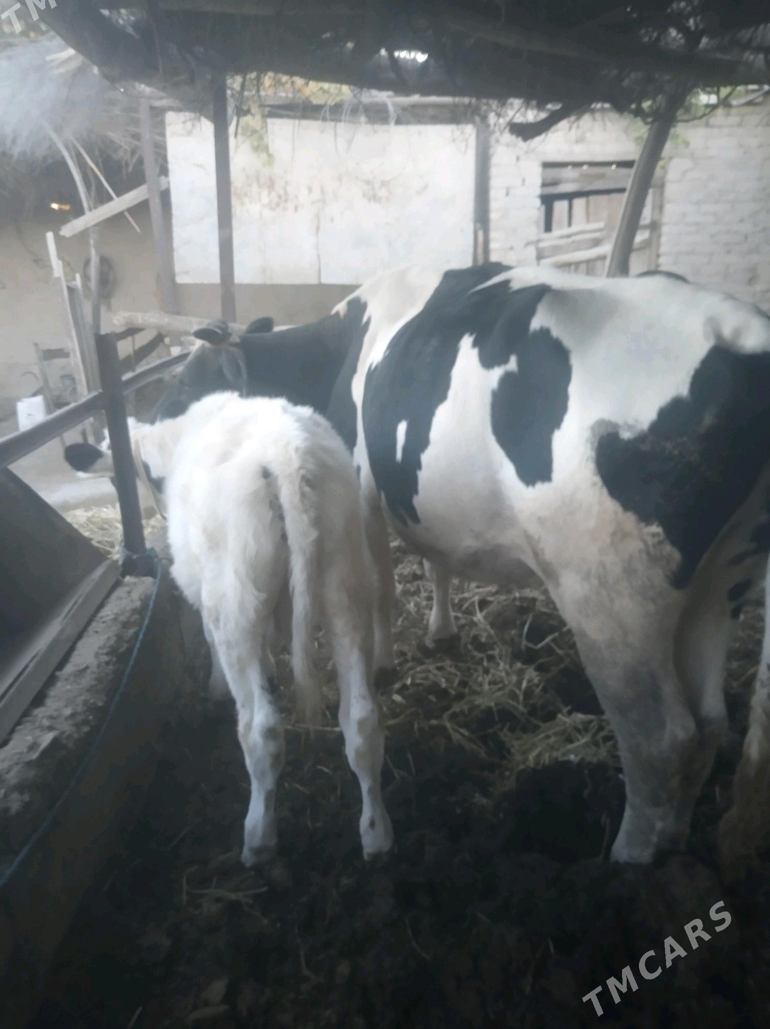 saglyk sygyr - Сакар - img 2