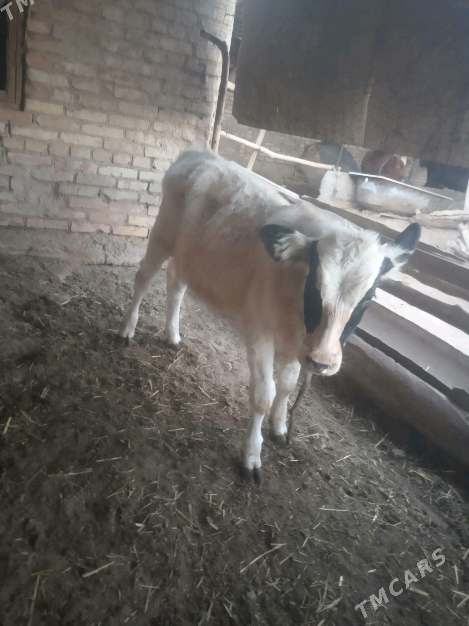 saglyk sygyr - Сакар - img 6