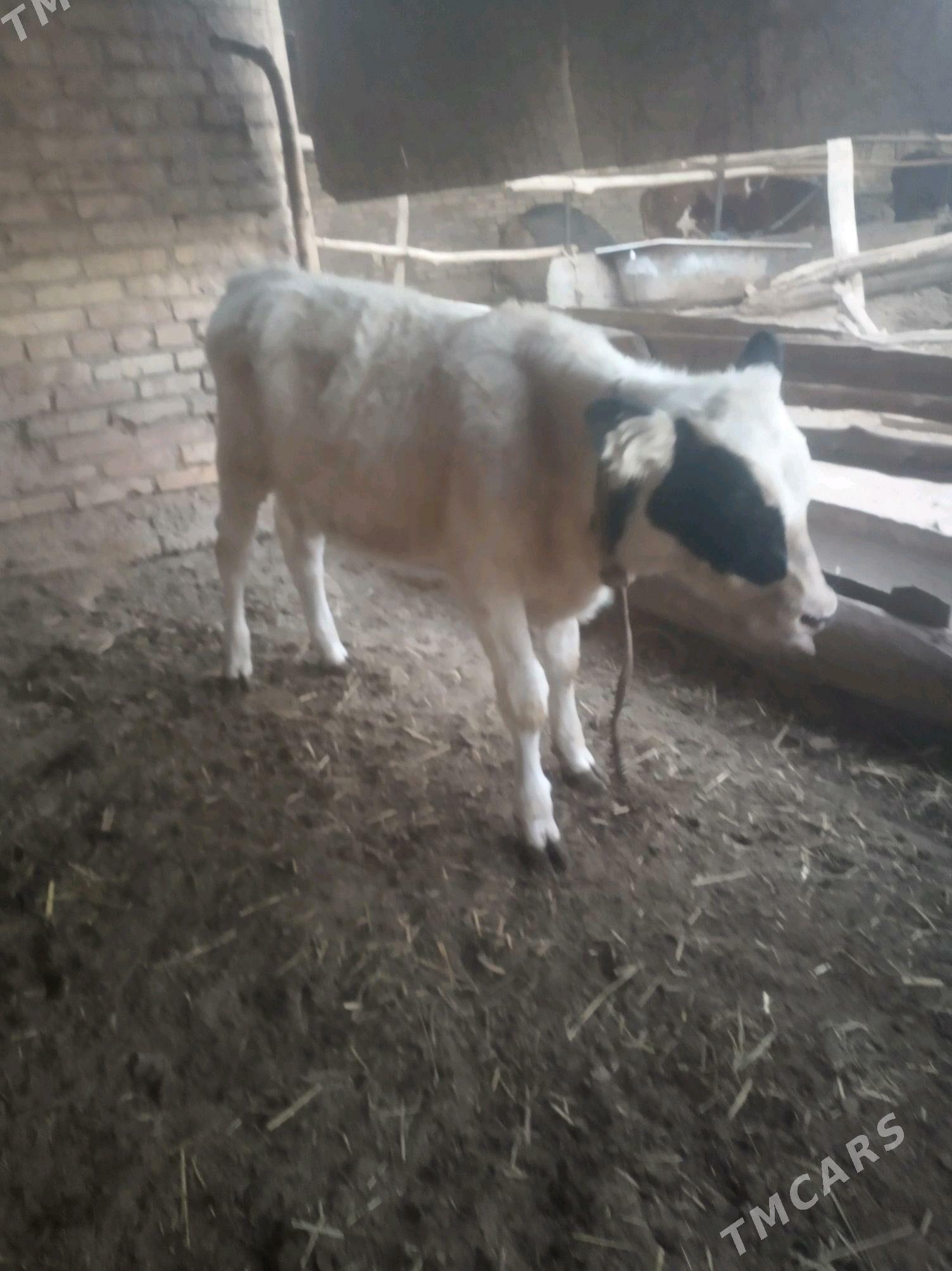 saglyk sygyr - Сакар - img 8