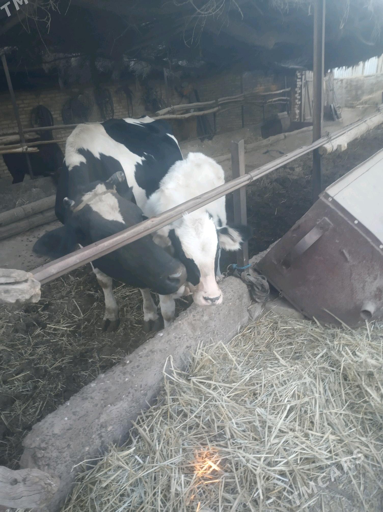 saglyk sygyr - Сакар - img 5