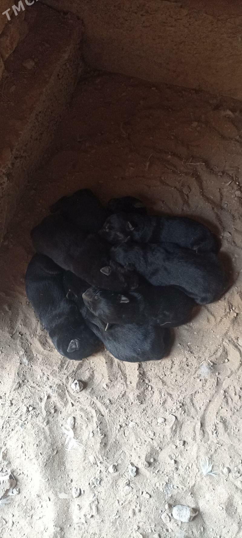 awçarka - Туркменабат - img 3