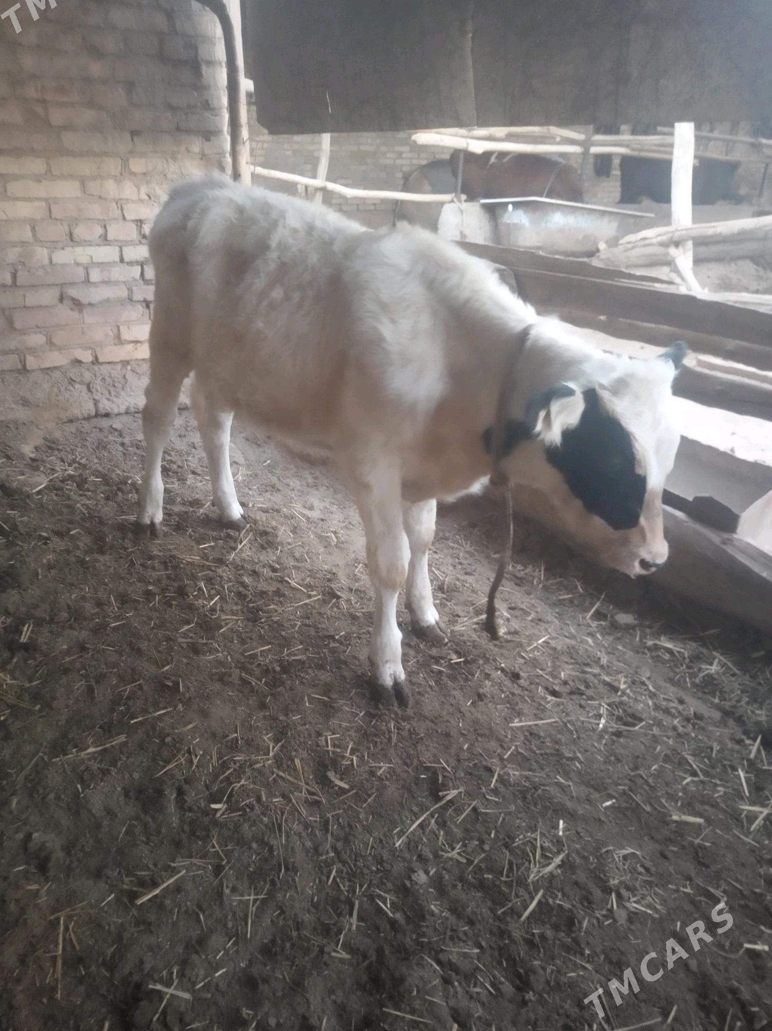 saglyk sygyr - Сакар - img 7