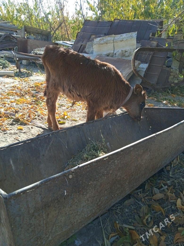 ökizler - Мары - img 3