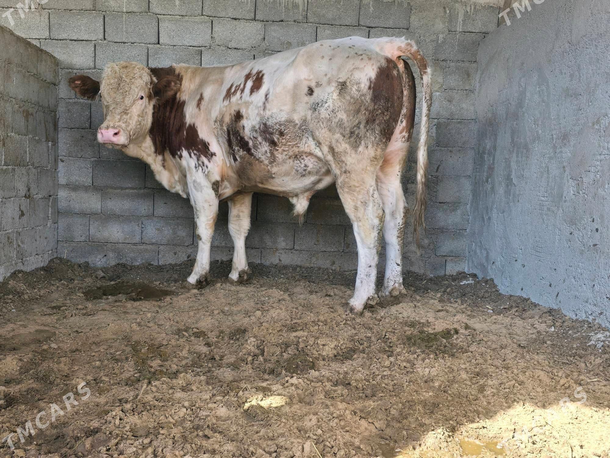 Simental okuz - Aşgabat - img 2