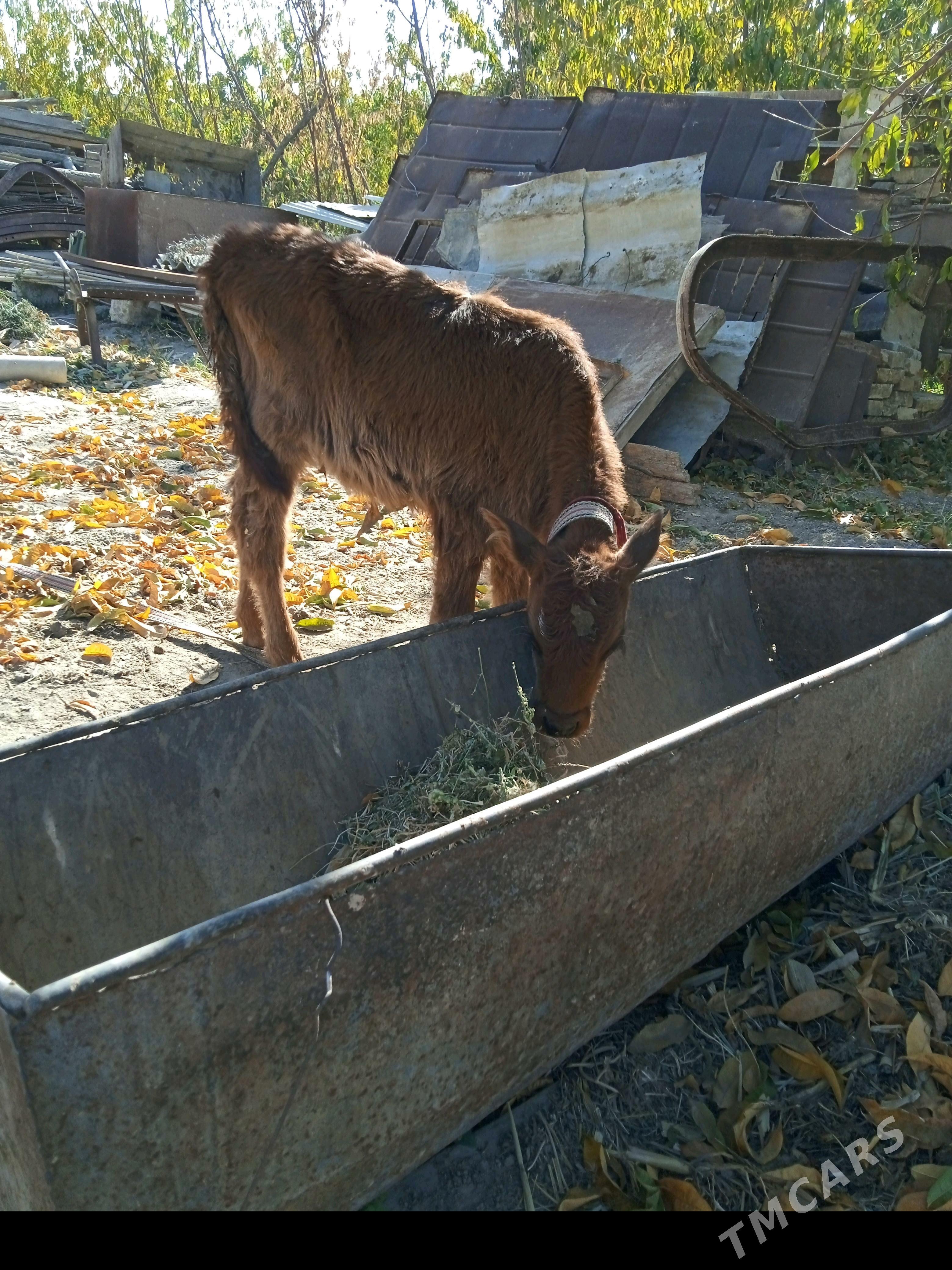 ökizler - Мары - img 2