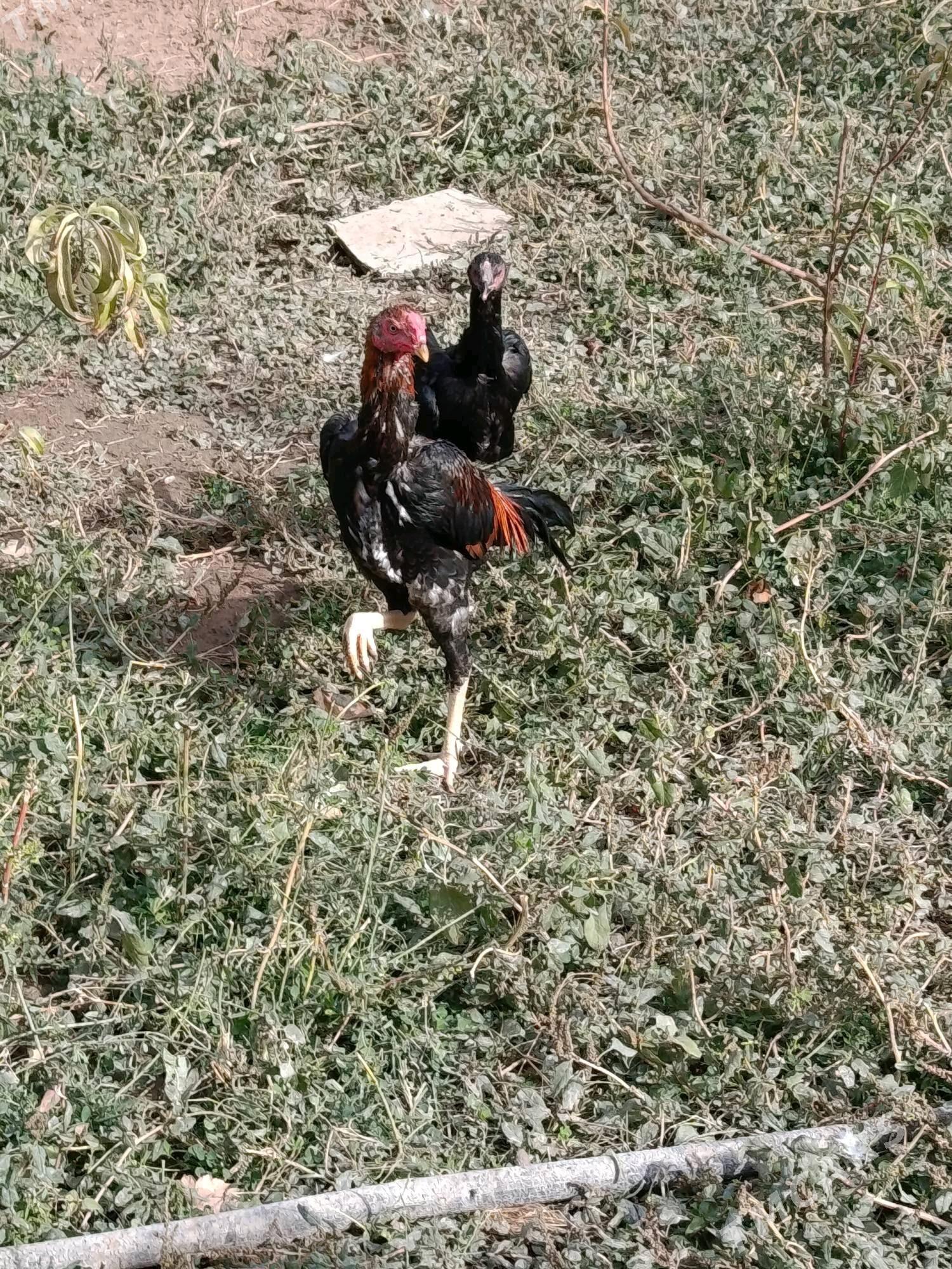 BAYES. - Туркменабат - img 3