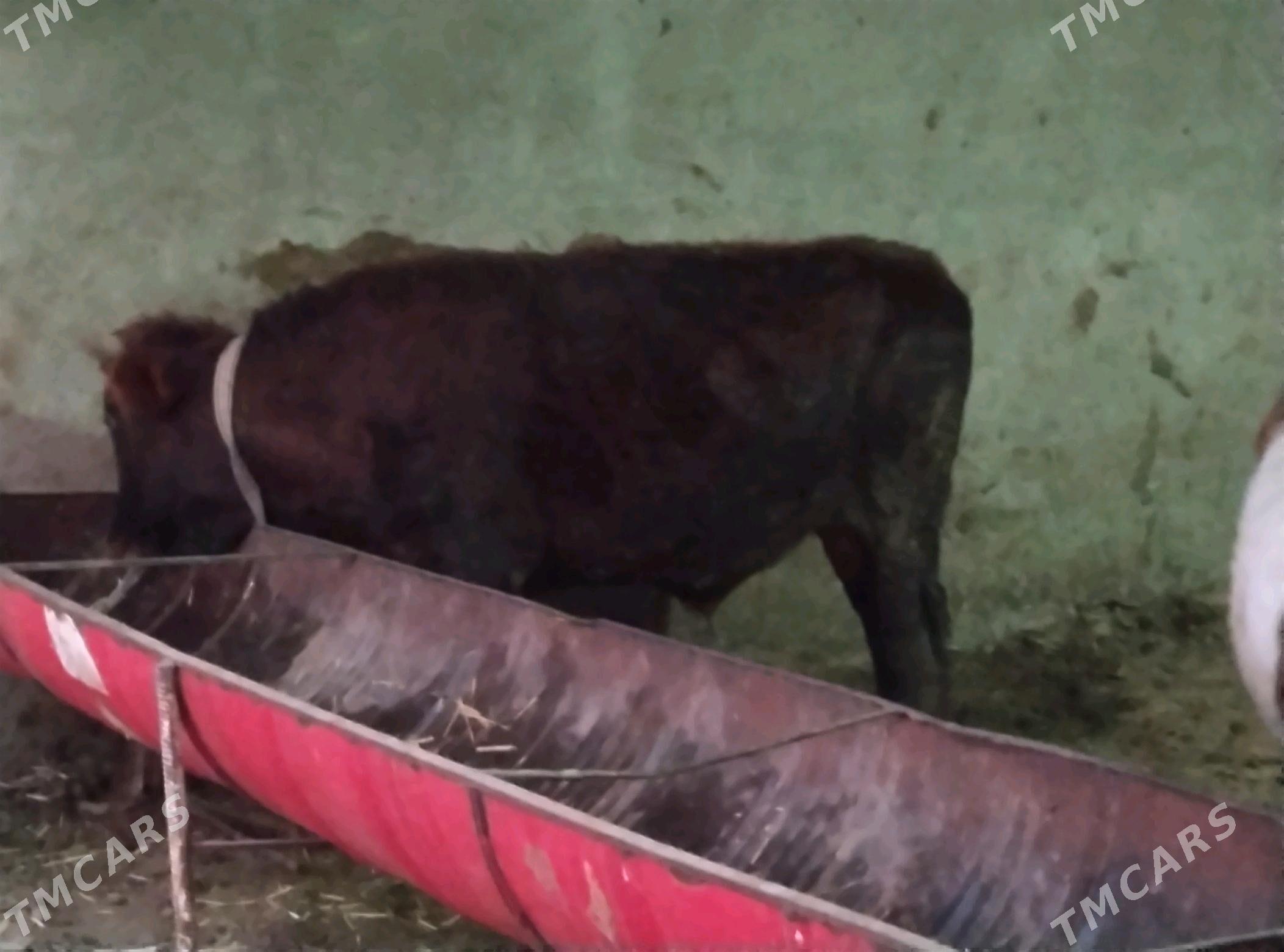 okuz - Мары - img 2