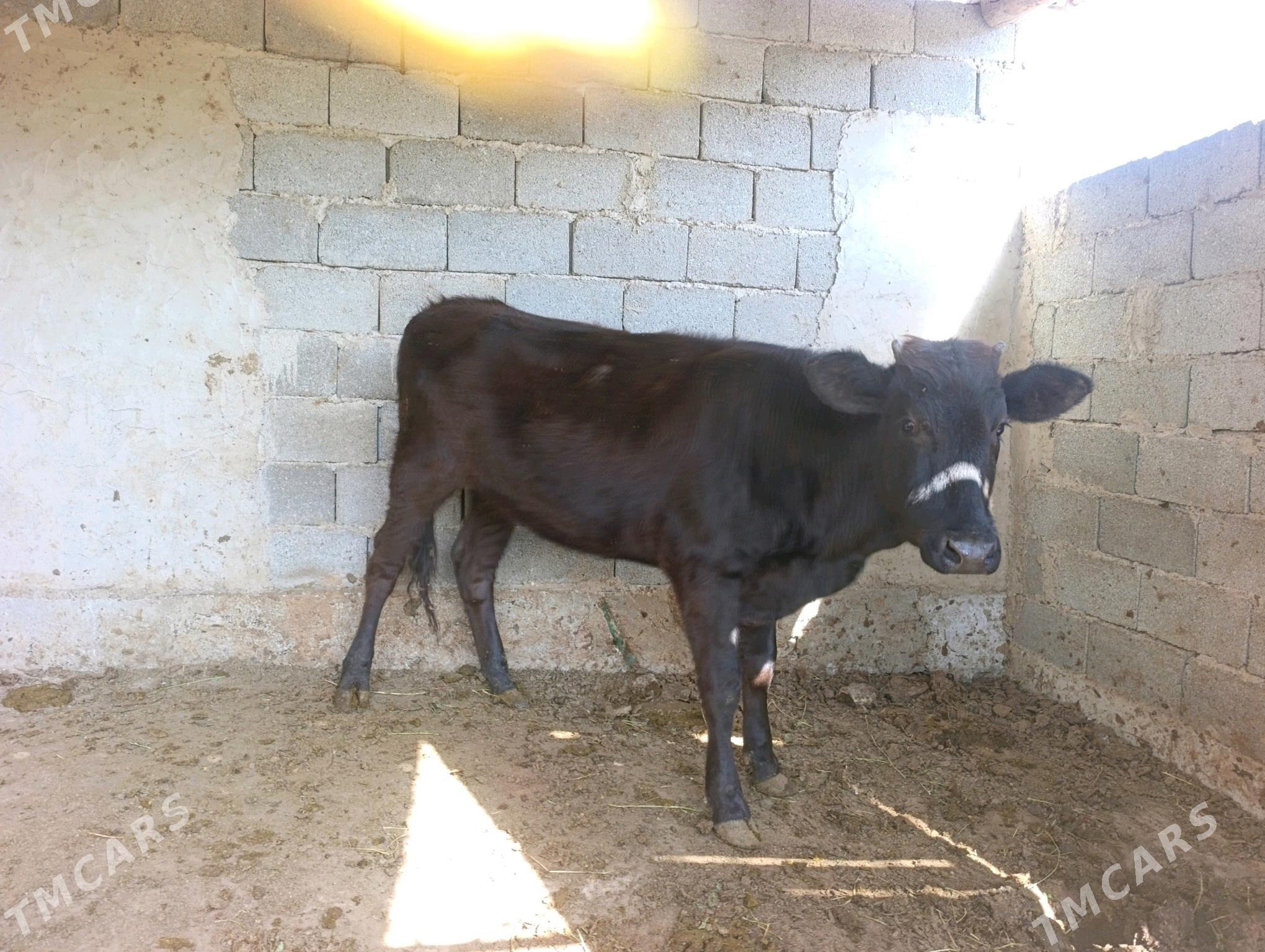 tuwe - Gökje - img 1