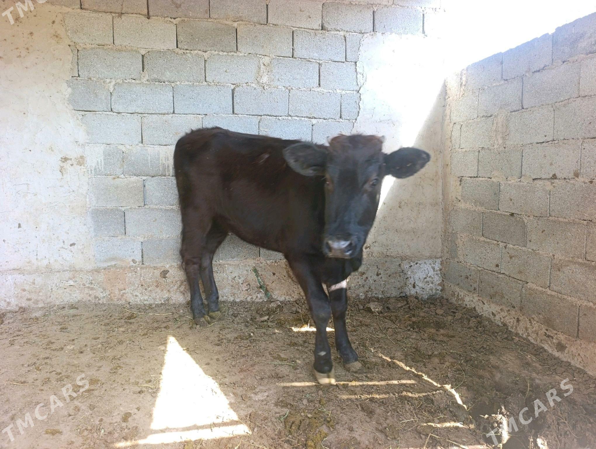 tuwe - Gökje - img 2