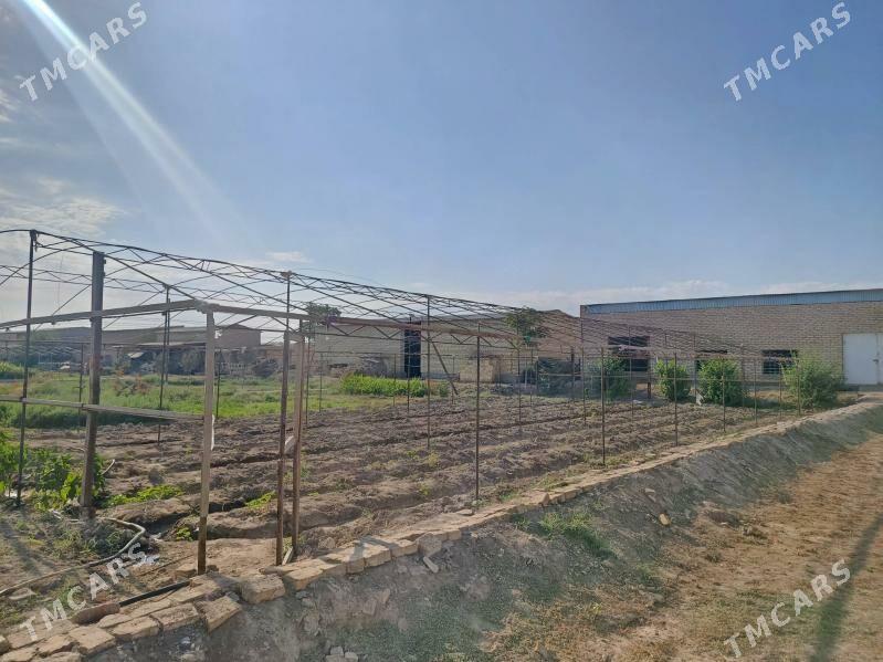 Parnyk teblissa - Мургап - img 2