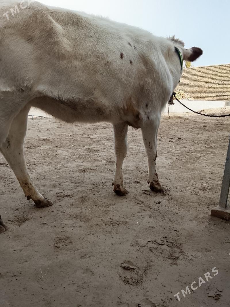 unajynlar ve inek - Туркменабат - img 7