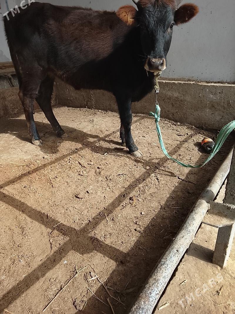 unajynlar ve inek - Туркменабат - img 9