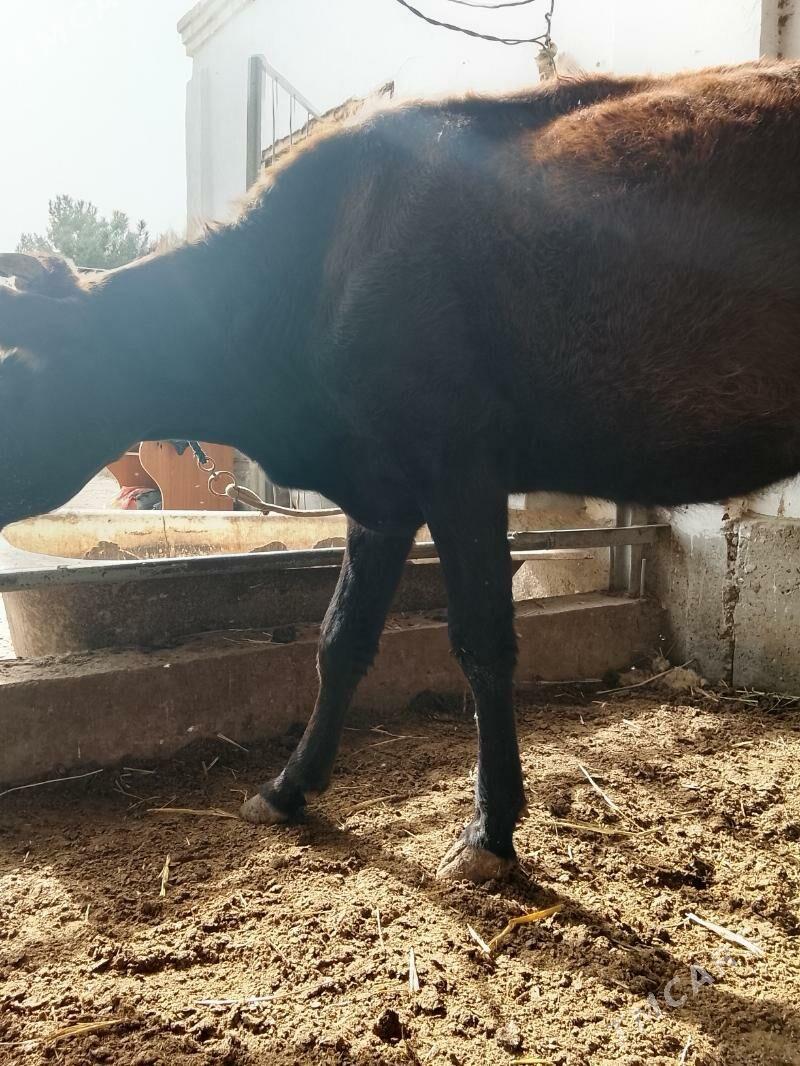 unajynlar ve inek - Туркменабат - img 5