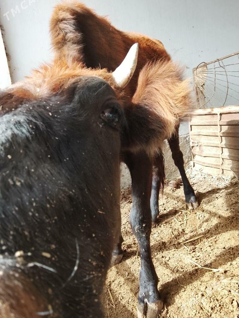 unajynlar ve inek - Туркменабат - img 6