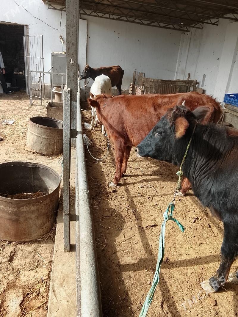 unajynlar ve inek - Туркменабат - img 1