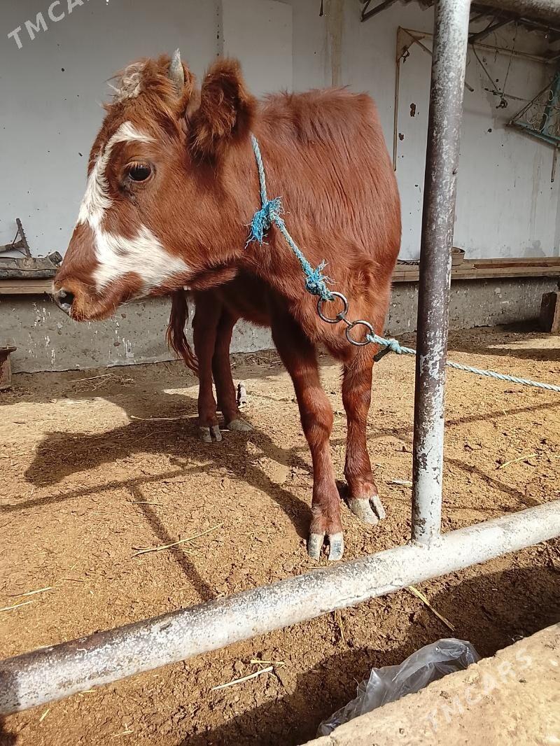 unajynlar ve inek - Туркменабат - img 2