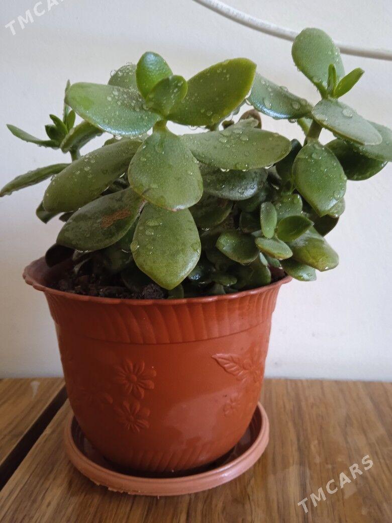 толстянка - Kim raýon - img 2