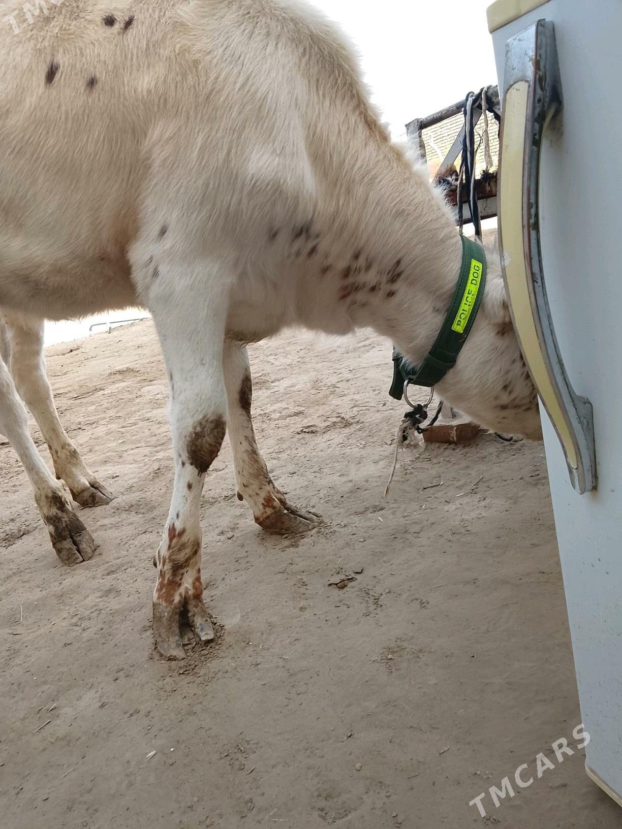 unajynlar ve inek - Туркменабат - img 8