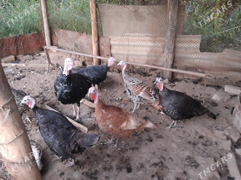 indyuklar - Чарджоу - img 3