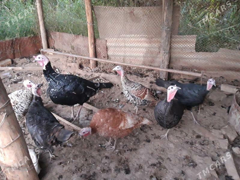 indyuklar - Чарджоу - img 2