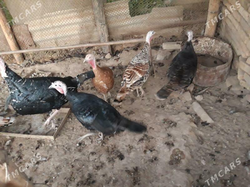 indyuklar - Чарджоу - img 4