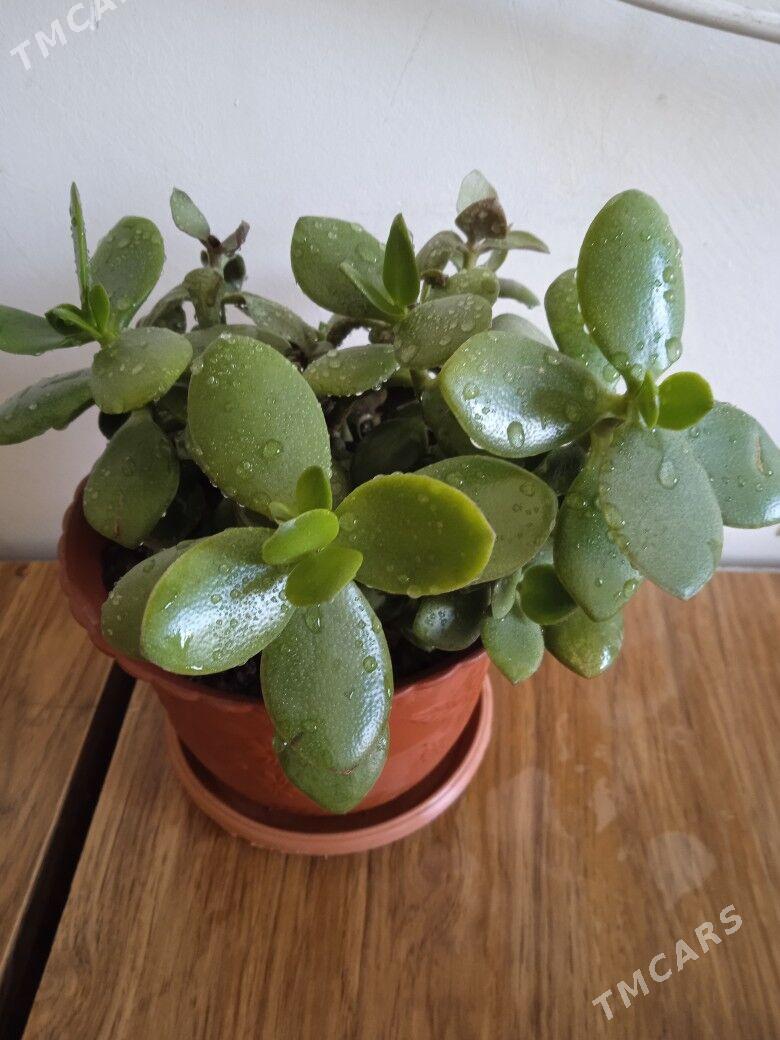 толстянка - Kim raýon - img 1