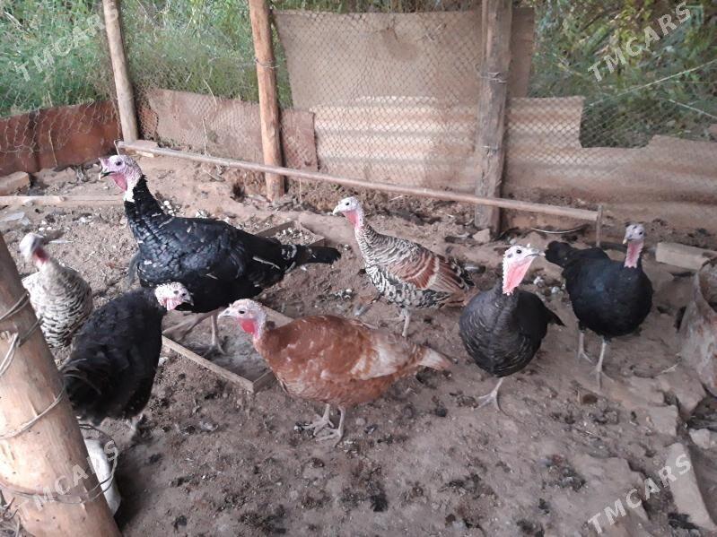 indyuklar - Чарджоу - img 1