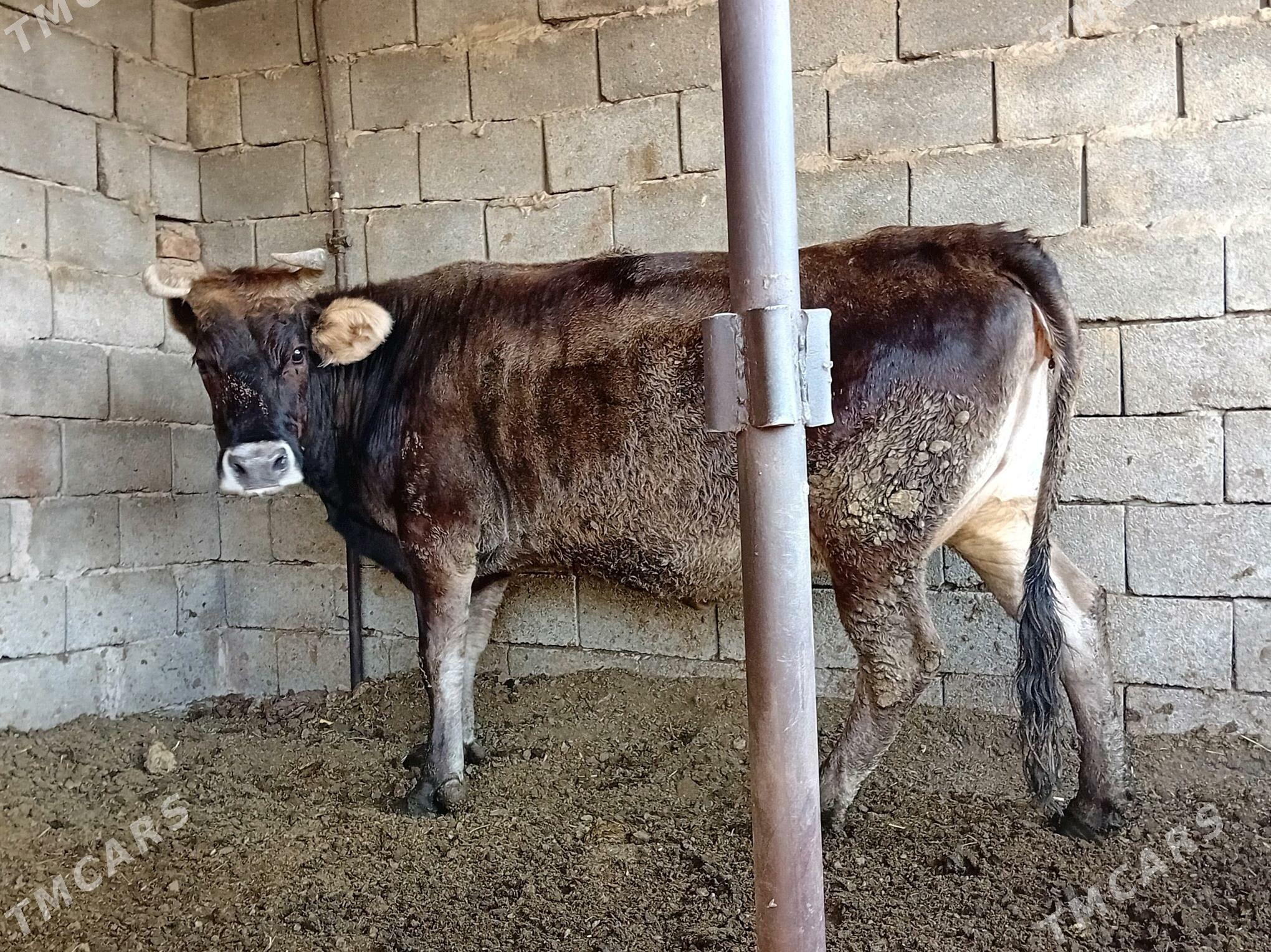 BAKYLAN SYGYR - Бузмеин - img 2