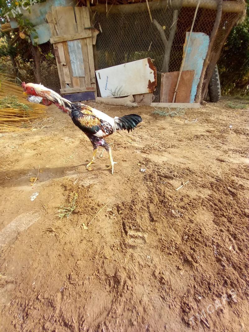 Bayes horaz - Сакар - img 4