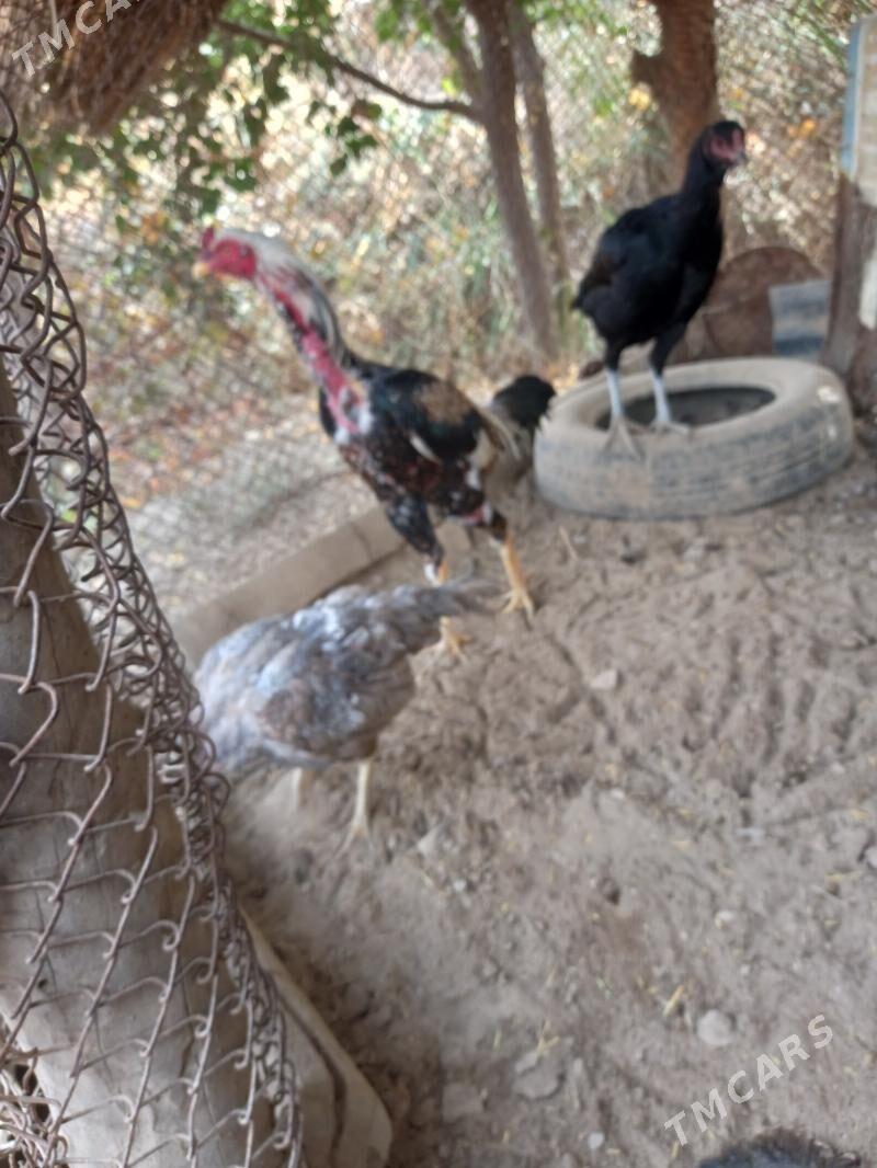 Bayes horaz - Сакар - img 2