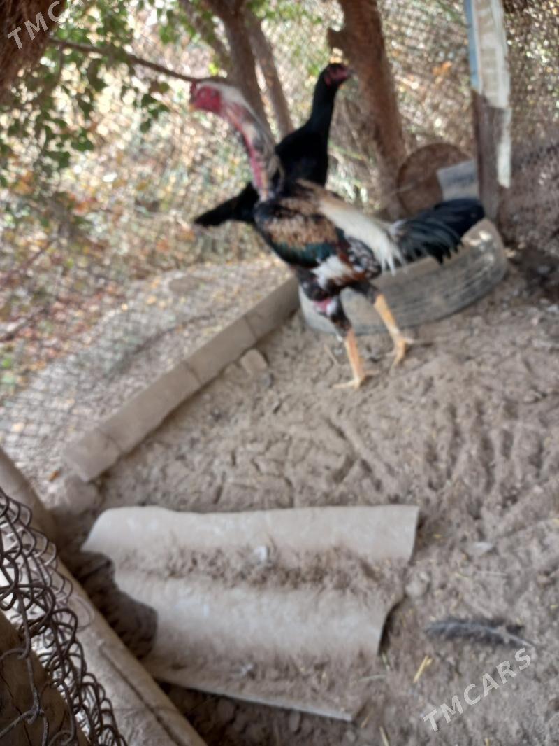 Bayes horaz - Сакар - img 3