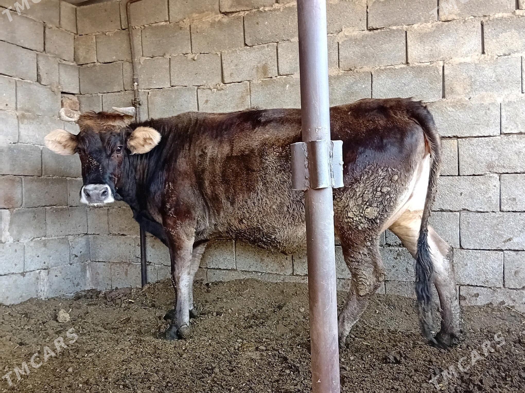 BAKYLAN SYGYR - Бузмеин - img 4