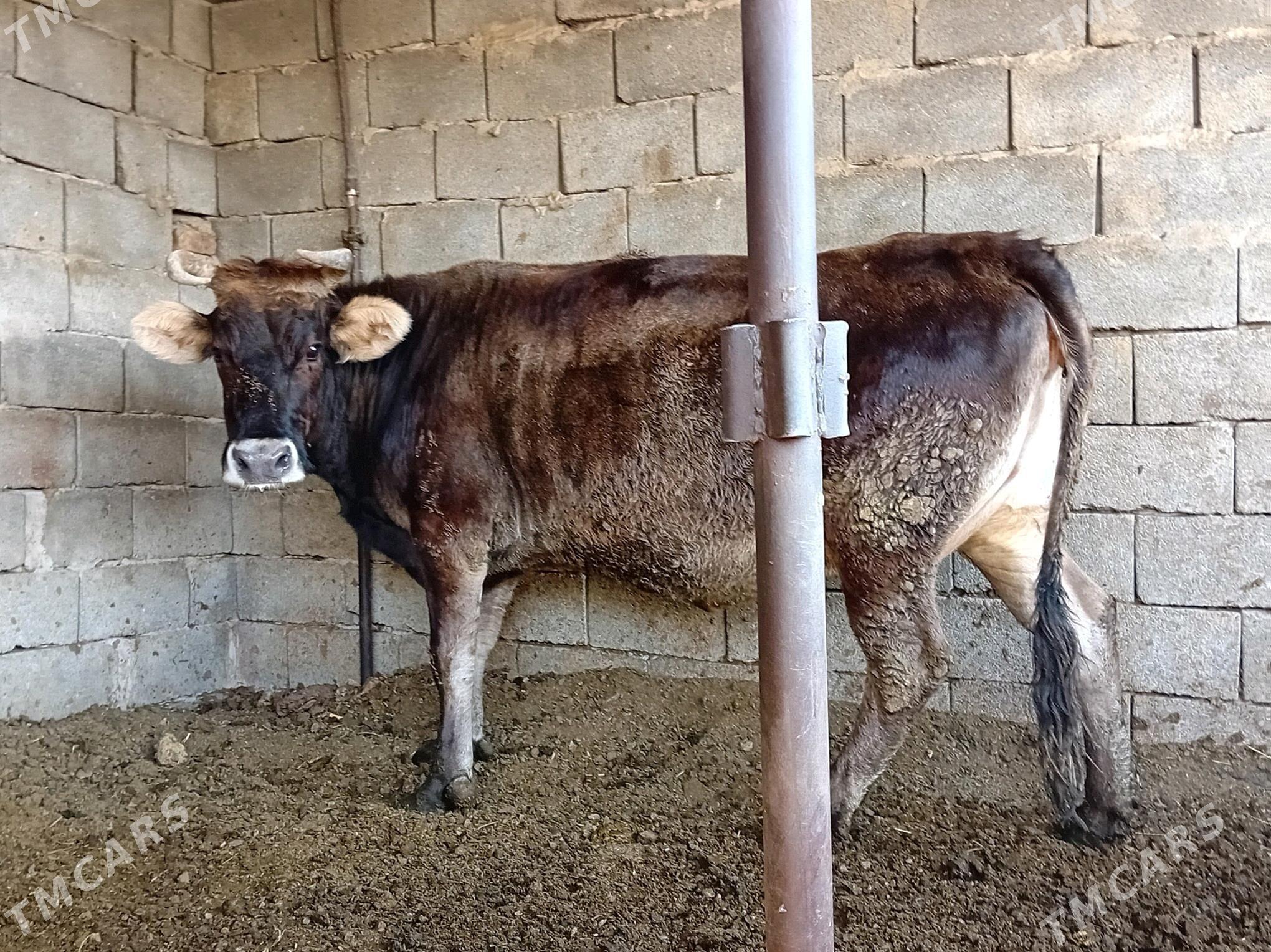 BAKYLAN SYGYR - Бузмеин - img 3