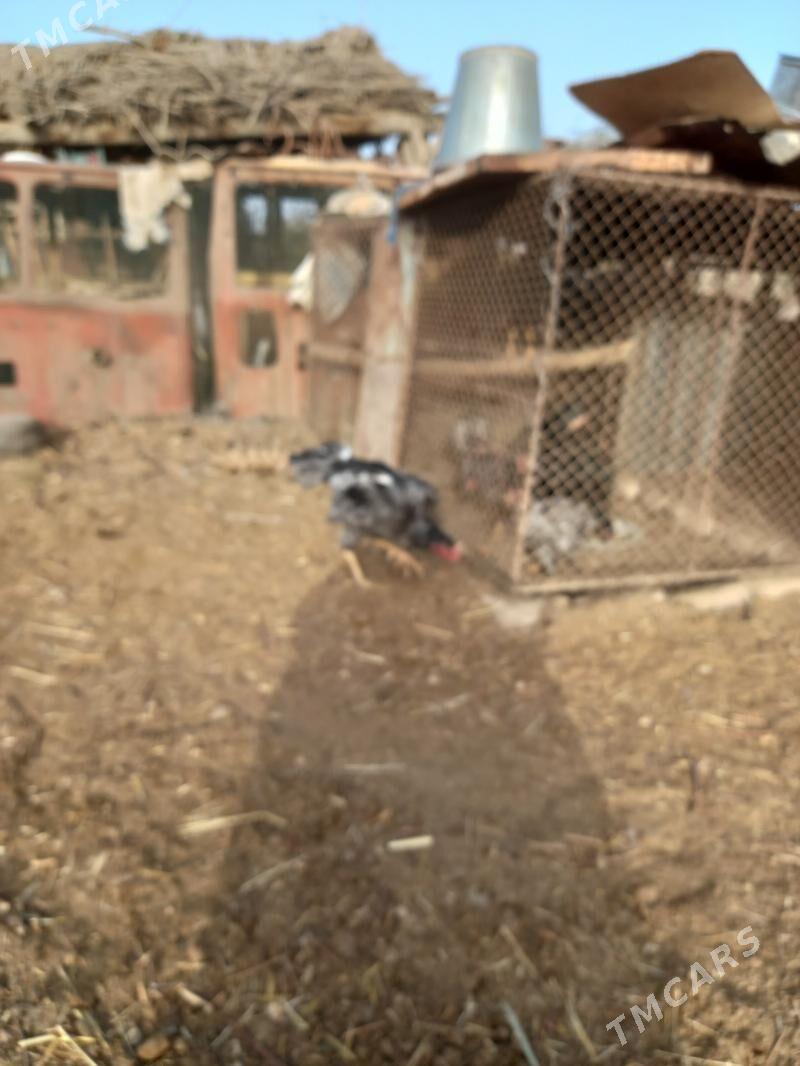 Bayes horaz - Сакар - img 5