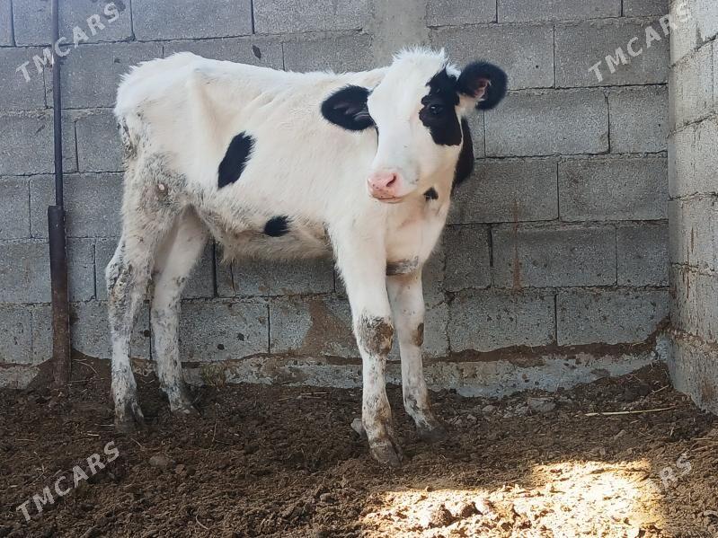 2si bile okuz - Бузмеин - img 2