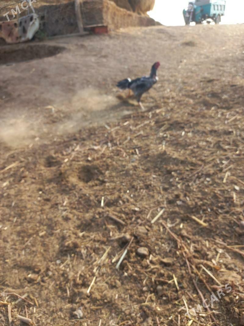 Bayes horaz - Сакар - img 6