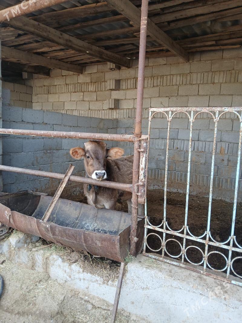 2si bile okuz - Бузмеин - img 3