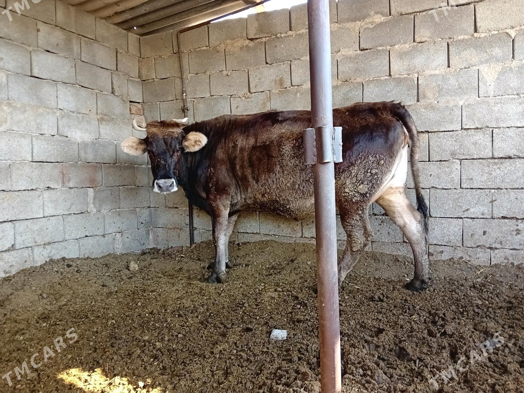 BAKYLAN SYGYR - Бузмеин - img 5