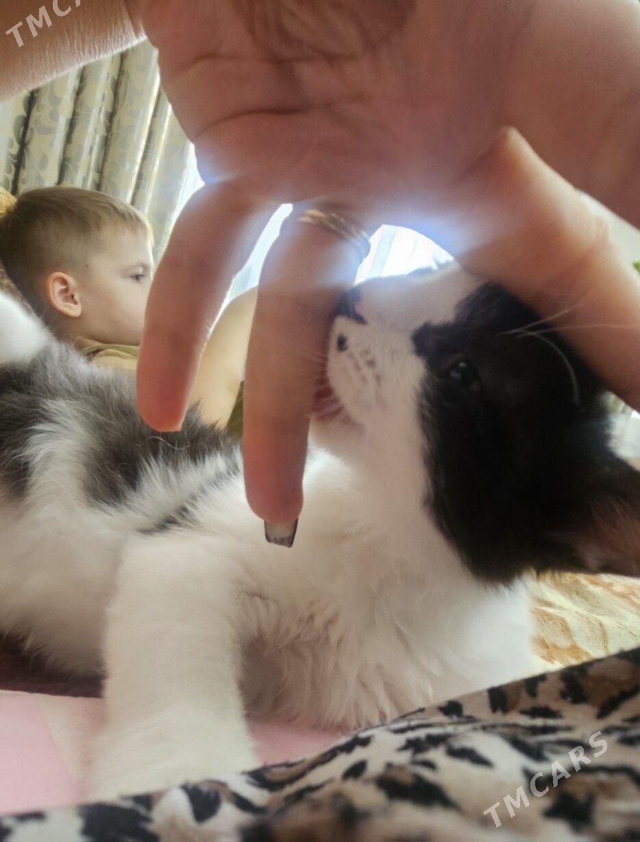 турецкая ангора - Ашхабад - img 3