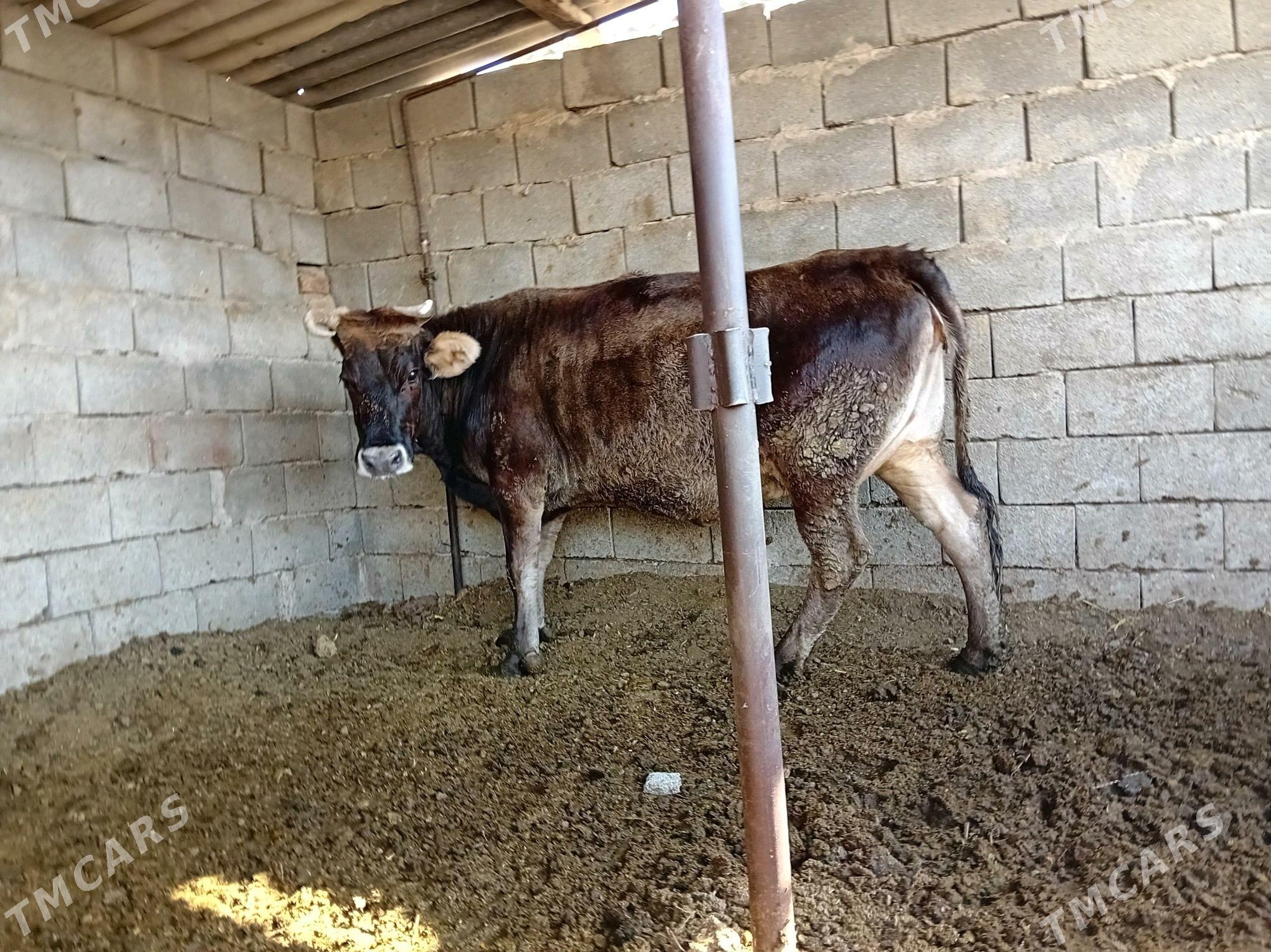 BAKYLAN SYGYR - Бузмеин - img 6