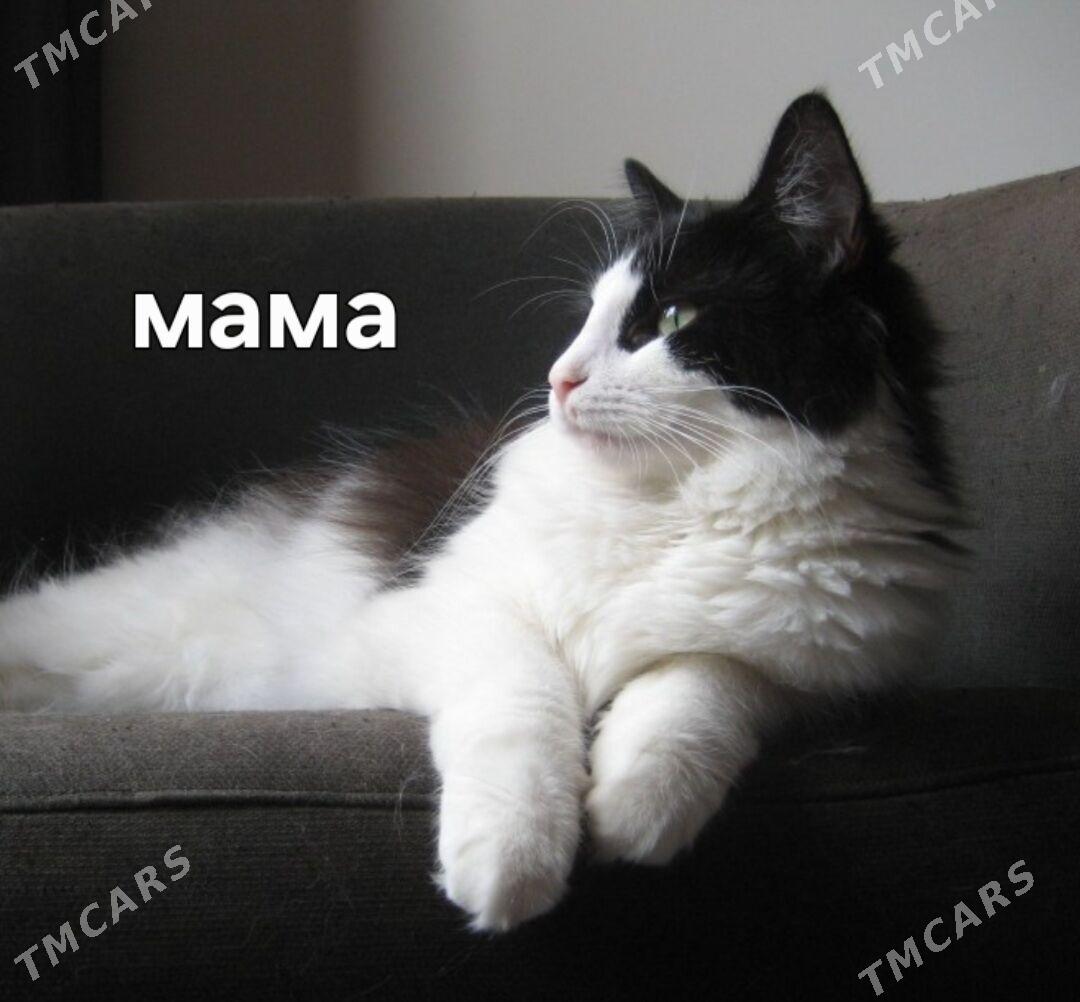 турецкая ангора - Ашхабад - img 4