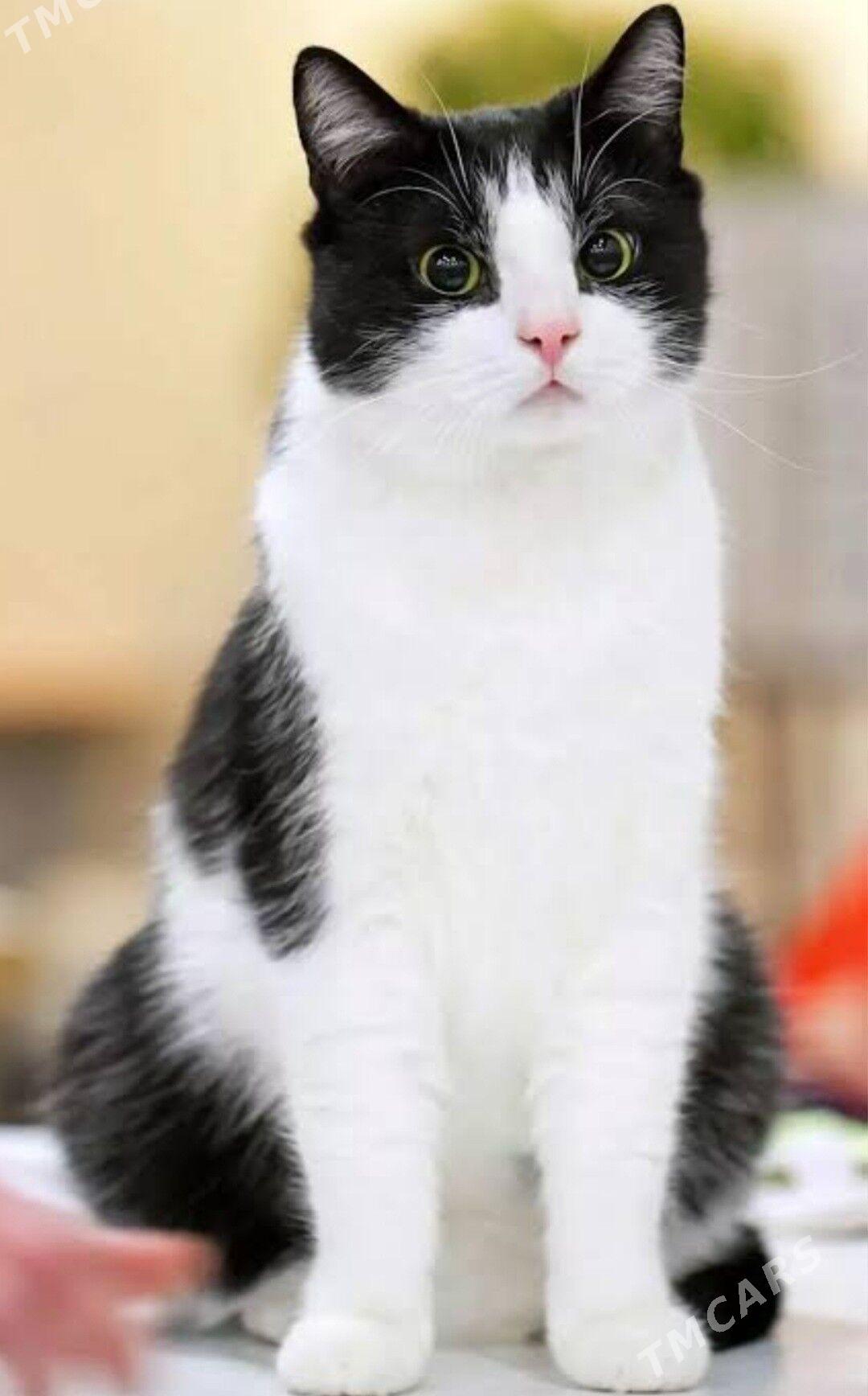 турецкая ангора - Ашхабад - img 5