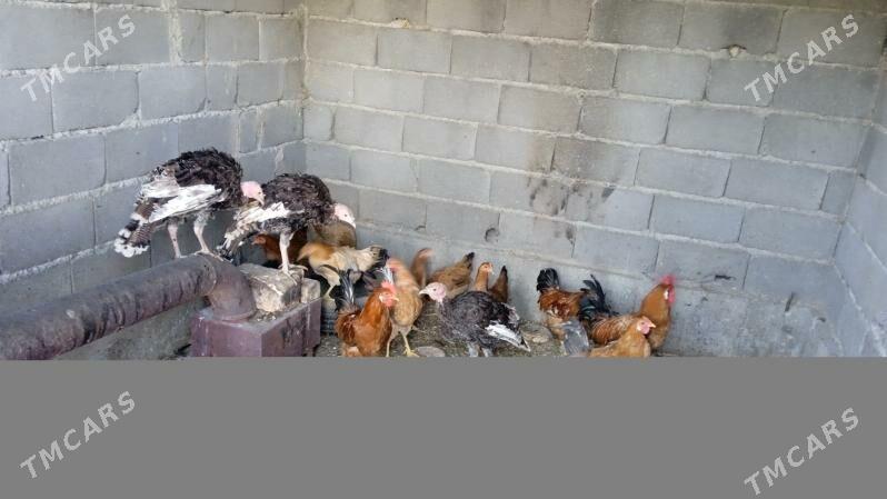 induk - Gökdepe - img 2