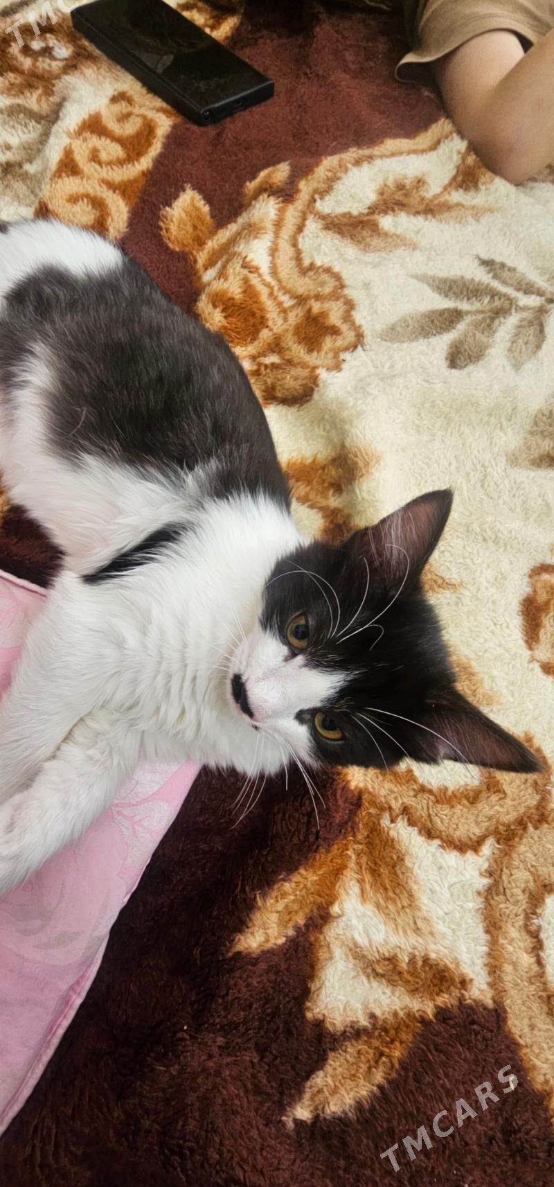 турецкая ангора - Ашхабад - img 2