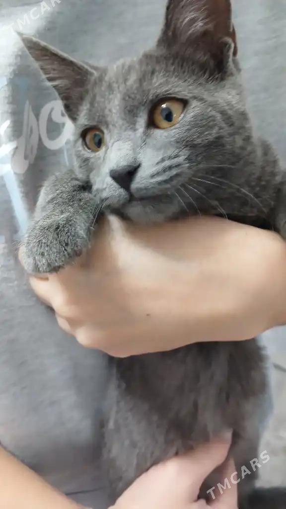 кошка - Мир 1 - img 2