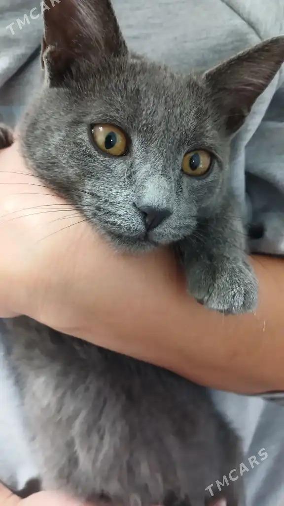 кошка - Мир 1 - img 1