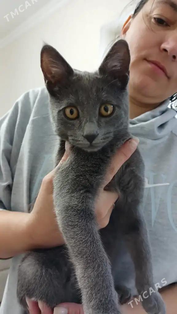 кошка - Мир 1 - img 3